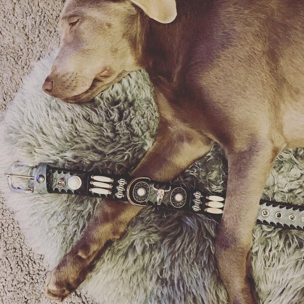 Labrador "Chicko" mit seinem ersten Lederhalsband. Abwandlung von Modell Idaho.\\n\\n22.04.2019 17:29