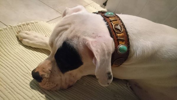 Dogo Brasilero mit 5cm breitem Halsband im Western-Style braun-türkis\\n\\n08.03.2018 09:09