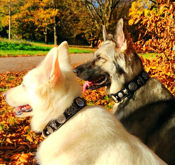 Die Schäferhunde Ronja und Linda mit 4cm breiten Halsbändern. Verziert mit keltischen bzw. Wolf- und Wikinger-Motiven.\\n\\n19.11.2020 11:13
